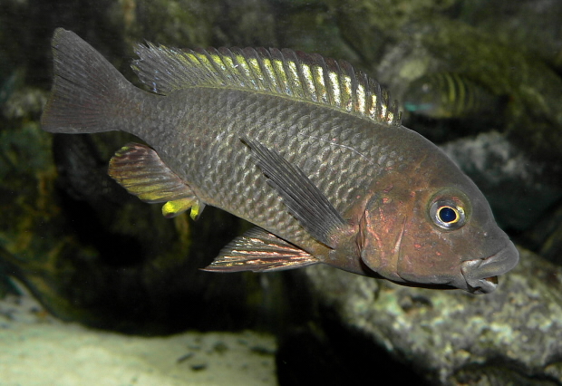 Petrochromis famula Tembwe - samec.jpg