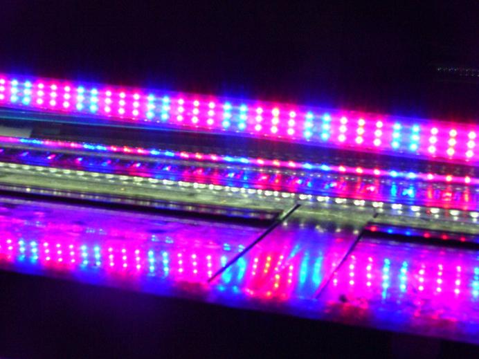 LED trubice 15W - modrocervena kombinace.JPG