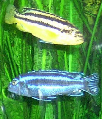 Melanochromis auratus - female, Melanochromis cyaneorhabdos Maingano male.jpg
