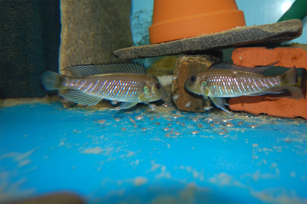 Triglachromis otostigma.jpg