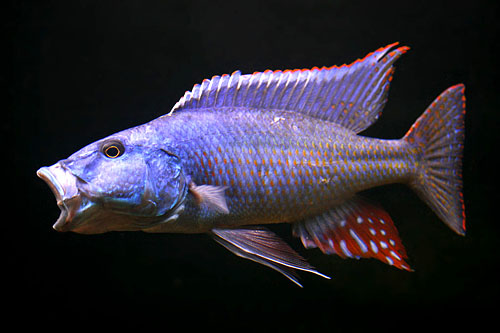 chapsochromis_spilorynchus_gapar_500.jpg