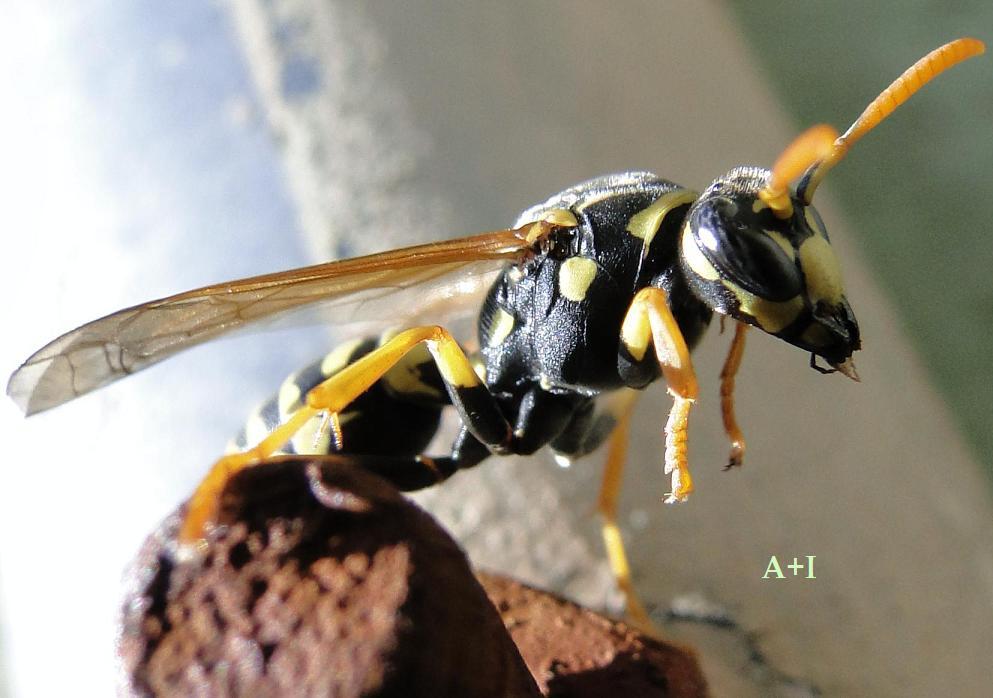 Wasp..jpg