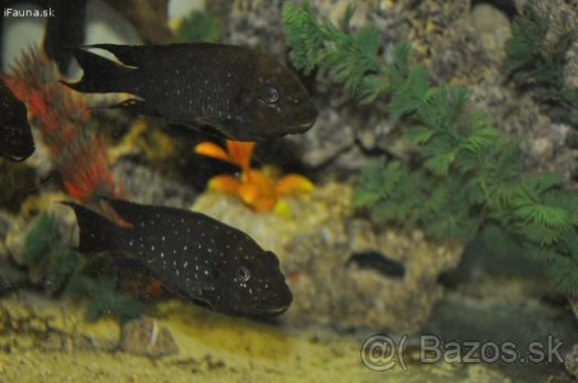 Petrochromis trevawasae WF.jpg