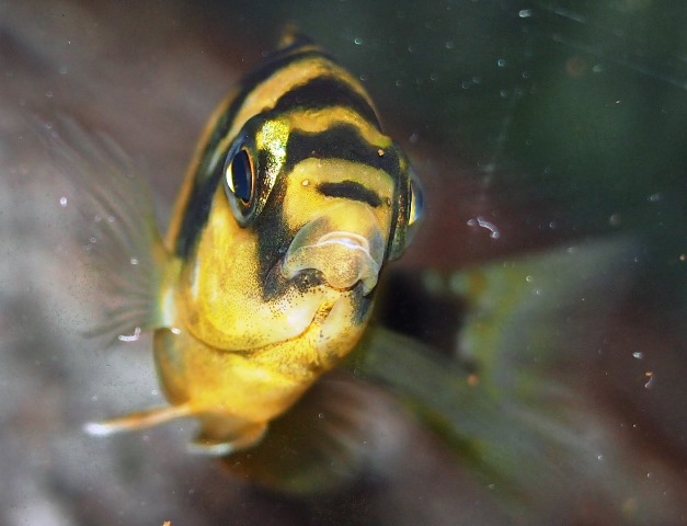 Placidochromis Milomo Maleri Red_Juvenil1.jpg
