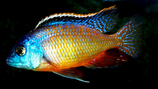 Haplochromis boadzulu_dominantní samec_1.jpg