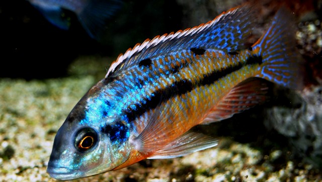Haplochromis boadzulu_subdominantní samec.jpg
