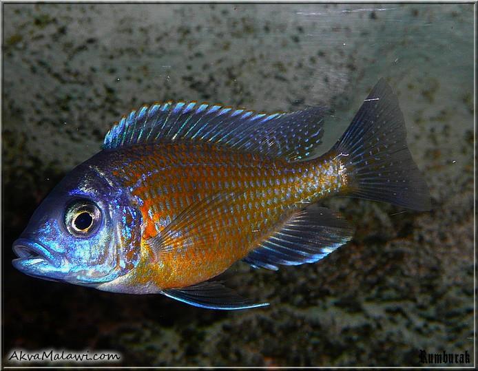 Copadochromis Borley Red Fin
