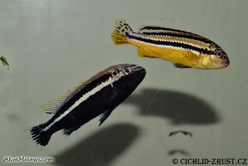 Melanochromis auratus Chidunga Rock WF