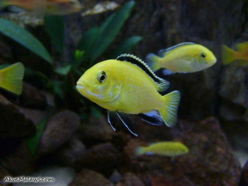 labidochromis yellow