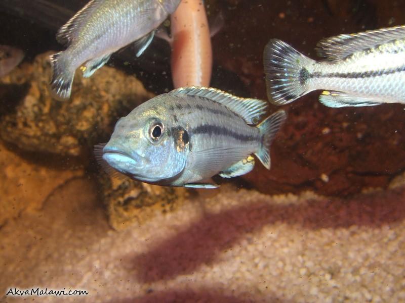melanochromis lepidiadaptes