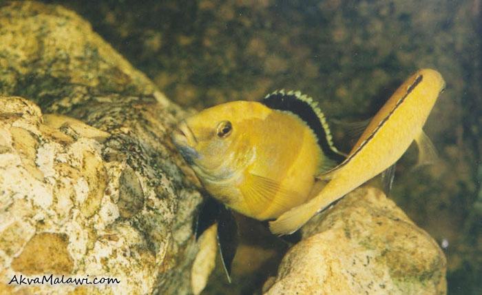 Labidochromis caeruleus - tření 1