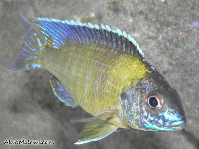 Aulonocara Stuartgranti Blue Neon Hai Reef