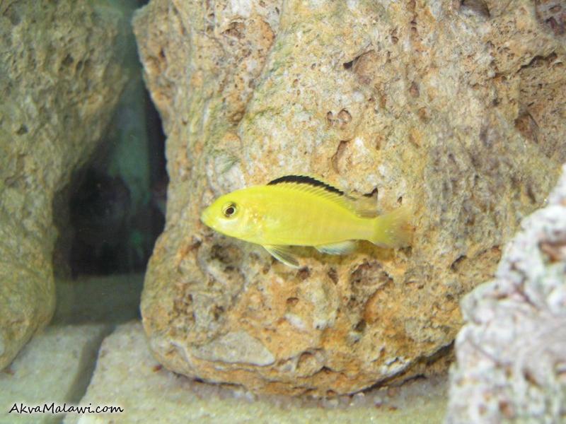mlady Labidochromis caeruleus