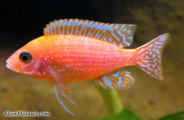 Aulonocara fire fish