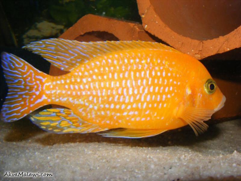 Aulonocara Fire Fish