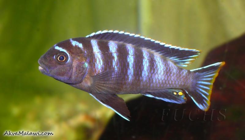 Labidochromis sp.Mbamba bay