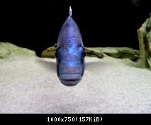 placidochromis electra