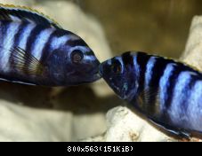 Suboj Labidochromis sp. "Mbamba"