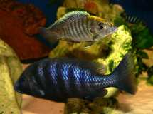 Aulonocara vs Placidochromis