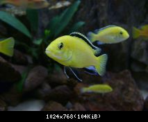 labidochromis yellow
