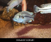 melanochromis lepidiadaptes