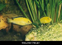 Labidochromis caeruleus - tření 3