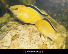 Labidochromis caeruleus - tření 2