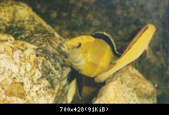 Labidochromis caeruleus - tření 1