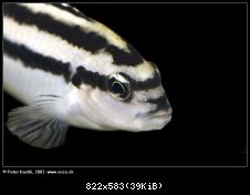 Melanochromis parallelus