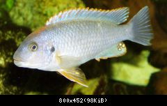 Pseudotropheus sp. Ndumbi - sameček