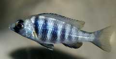 Placidochromis sp. Phenochilus Tanzania
