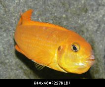 Pseudotropheus saulosi Coral Red - female