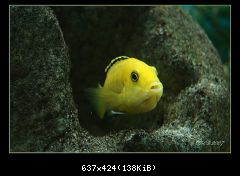 Labidochromis caeruleus x2