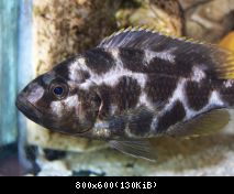 Nimbochromis livingstonii - samice