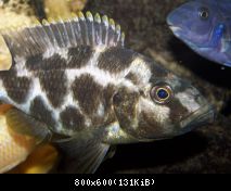 Nimbochromis livingstonii - samice