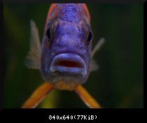 Face to face - Aulonocara sp. "Rubin Red"