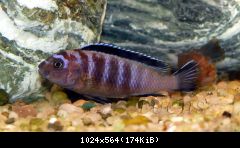 Labidochromis sp.Mbamba bay
